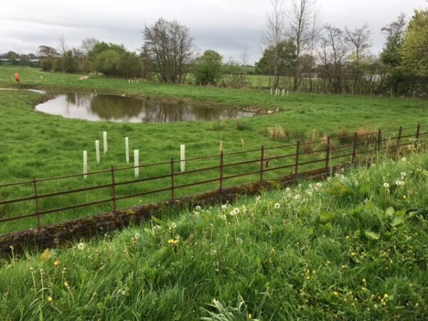 Pond in large area of green